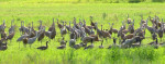 Voor we Fairbanks verlaten nog even de kraanvogels bewonderen